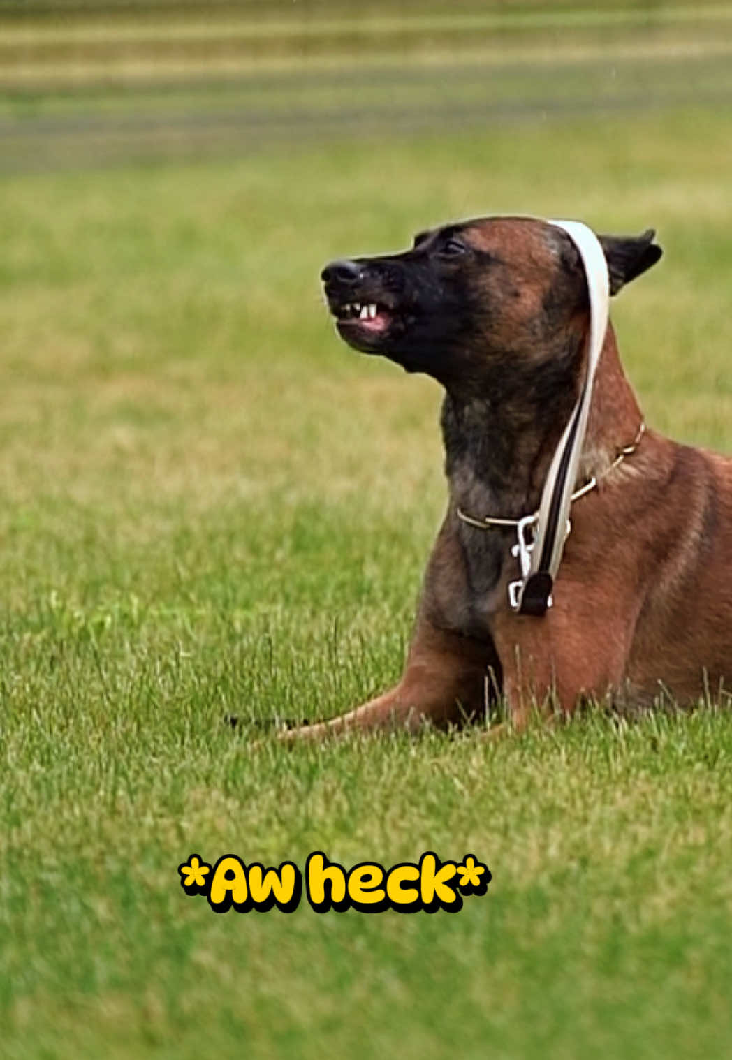 @dogstrainjen