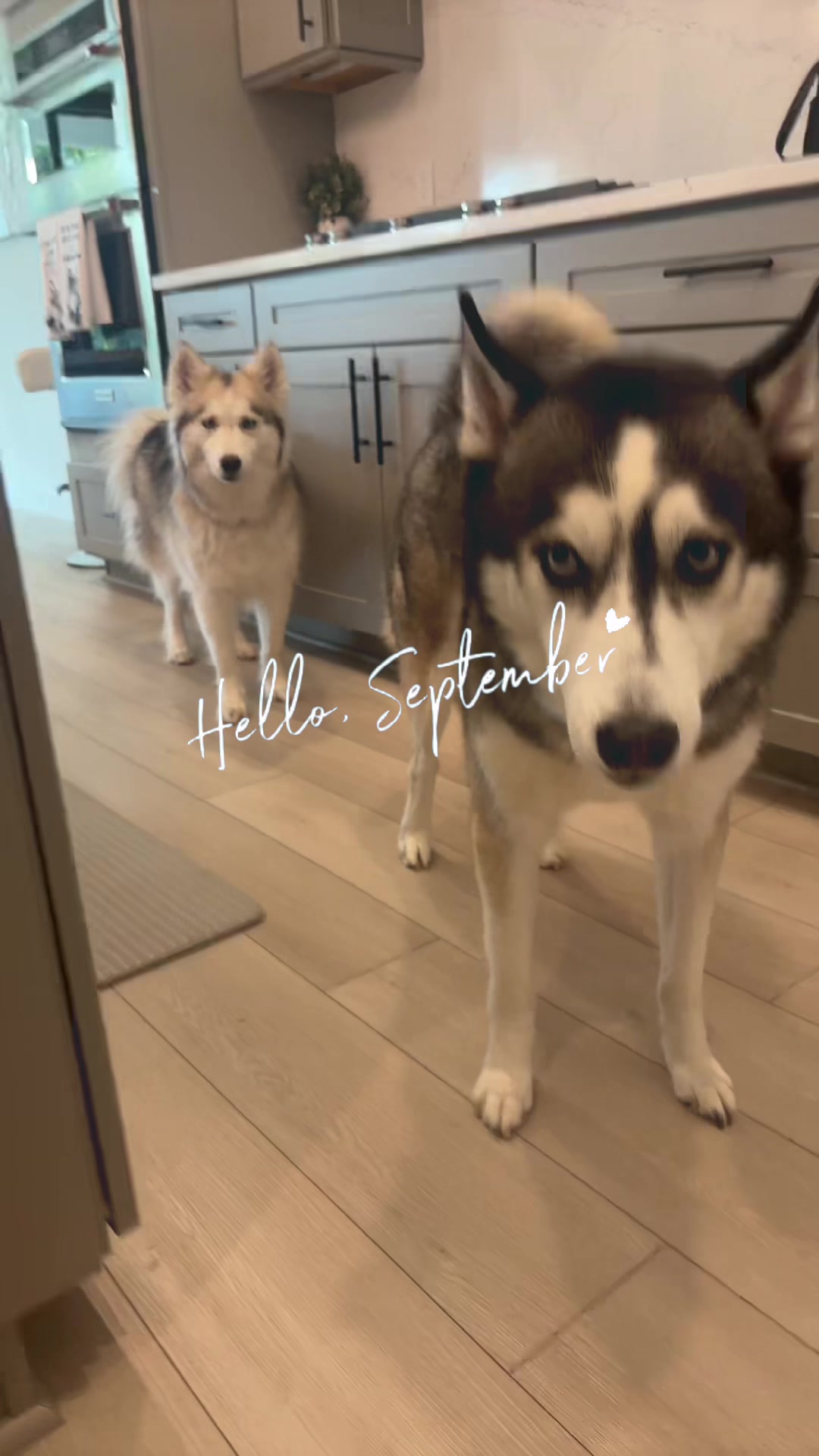 @lifewith2huskies