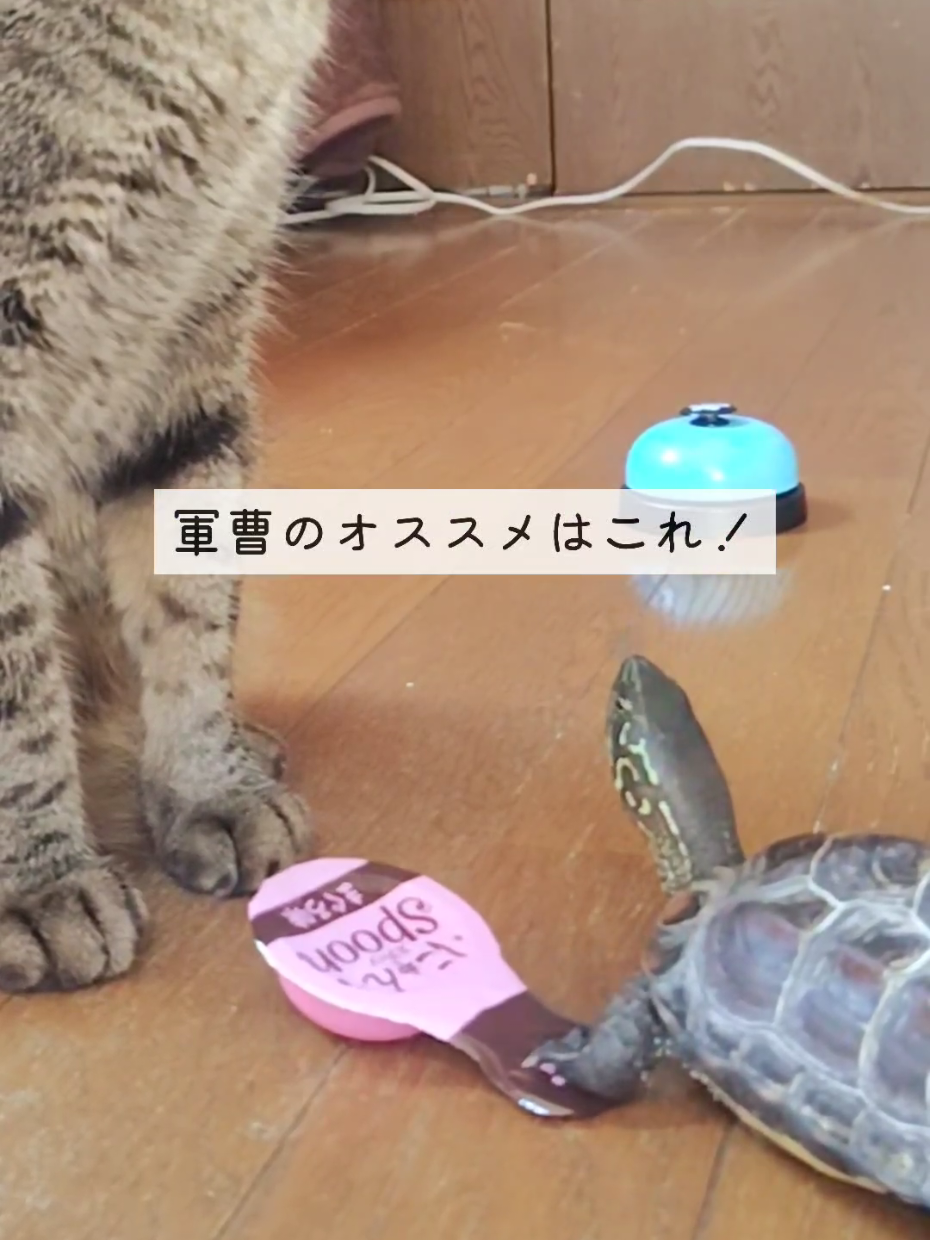 @クサガメ軍曹🐢