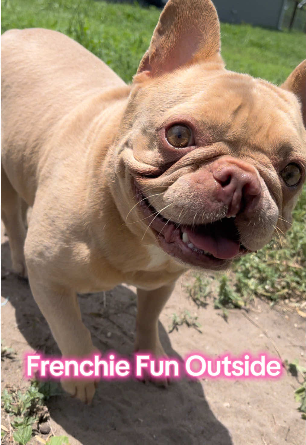 @Peanut the Frenchie 🐾