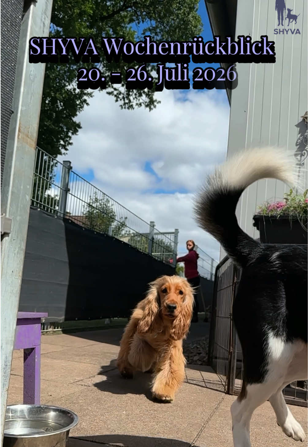 @Shyva Hundezentrum