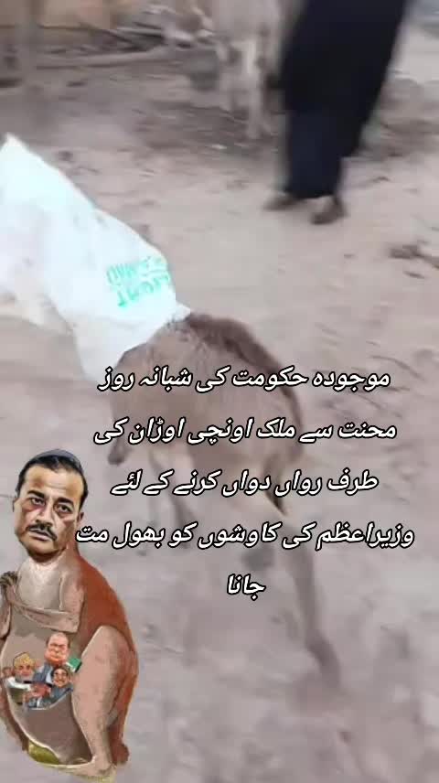 @اڈیالہ 804