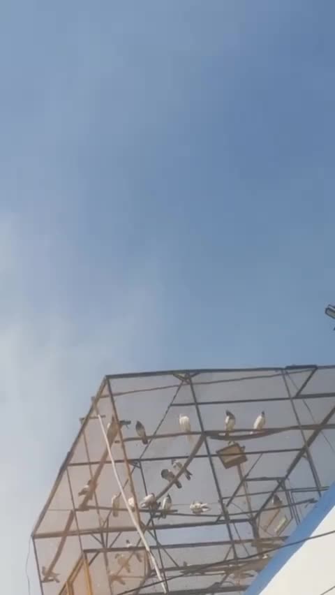 @ڈیرہ گوندلاں 🕊️🏆