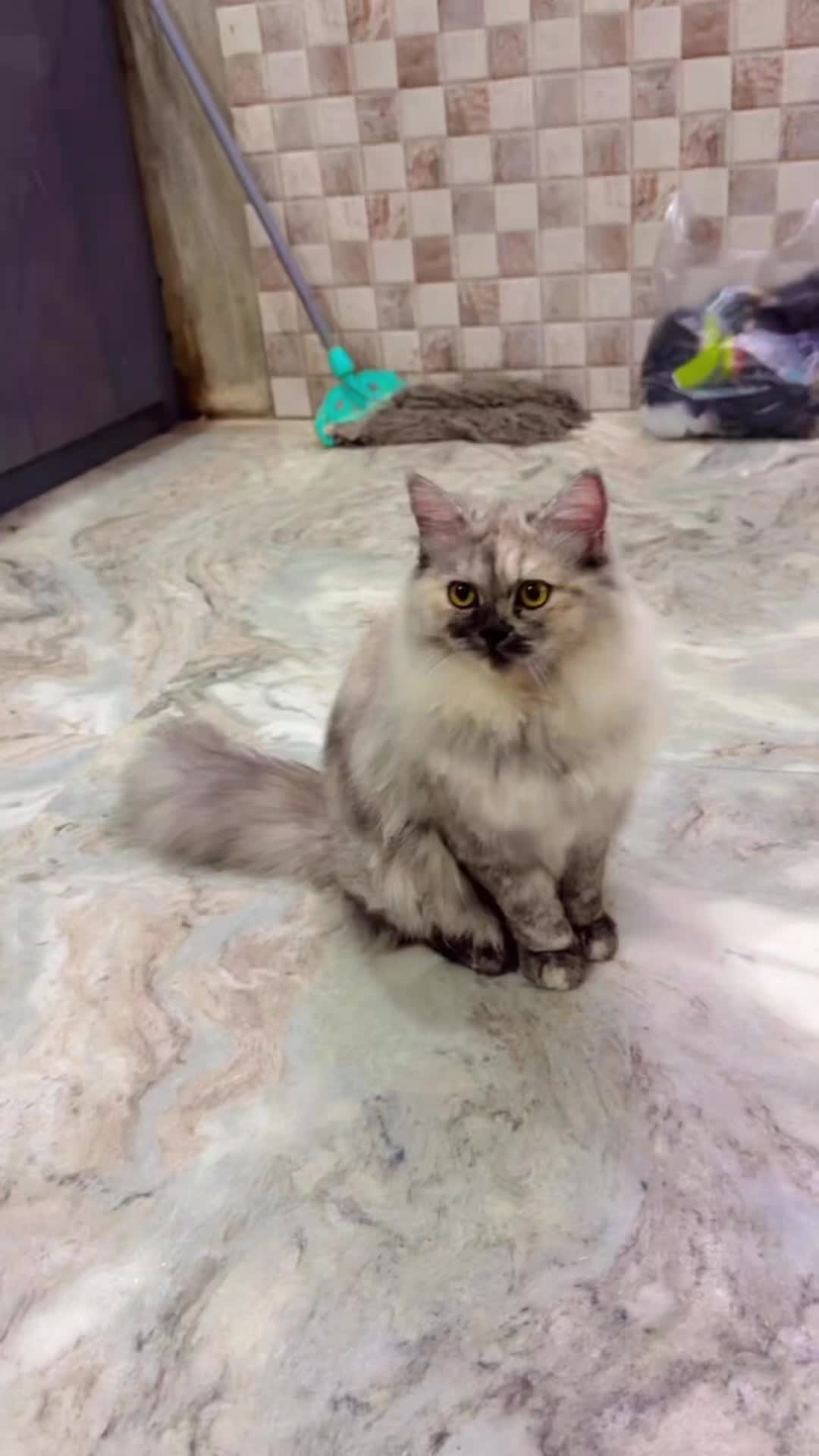 @𝐀𝐟𝐬𝐡𝐚 𝐑𝐨𝐬𝐡𝐚𝐧 🇵🇰