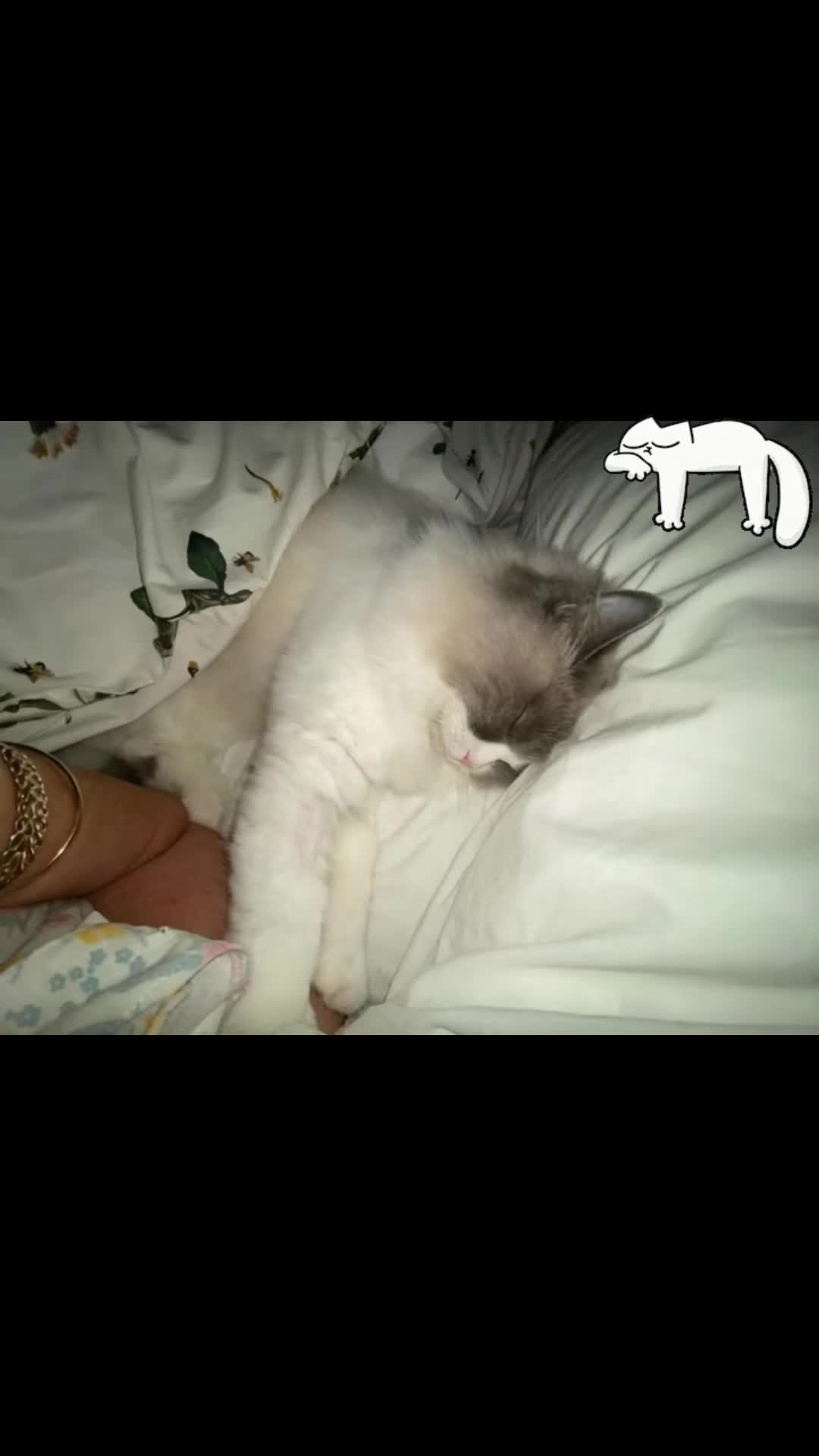@Daisy The Cat