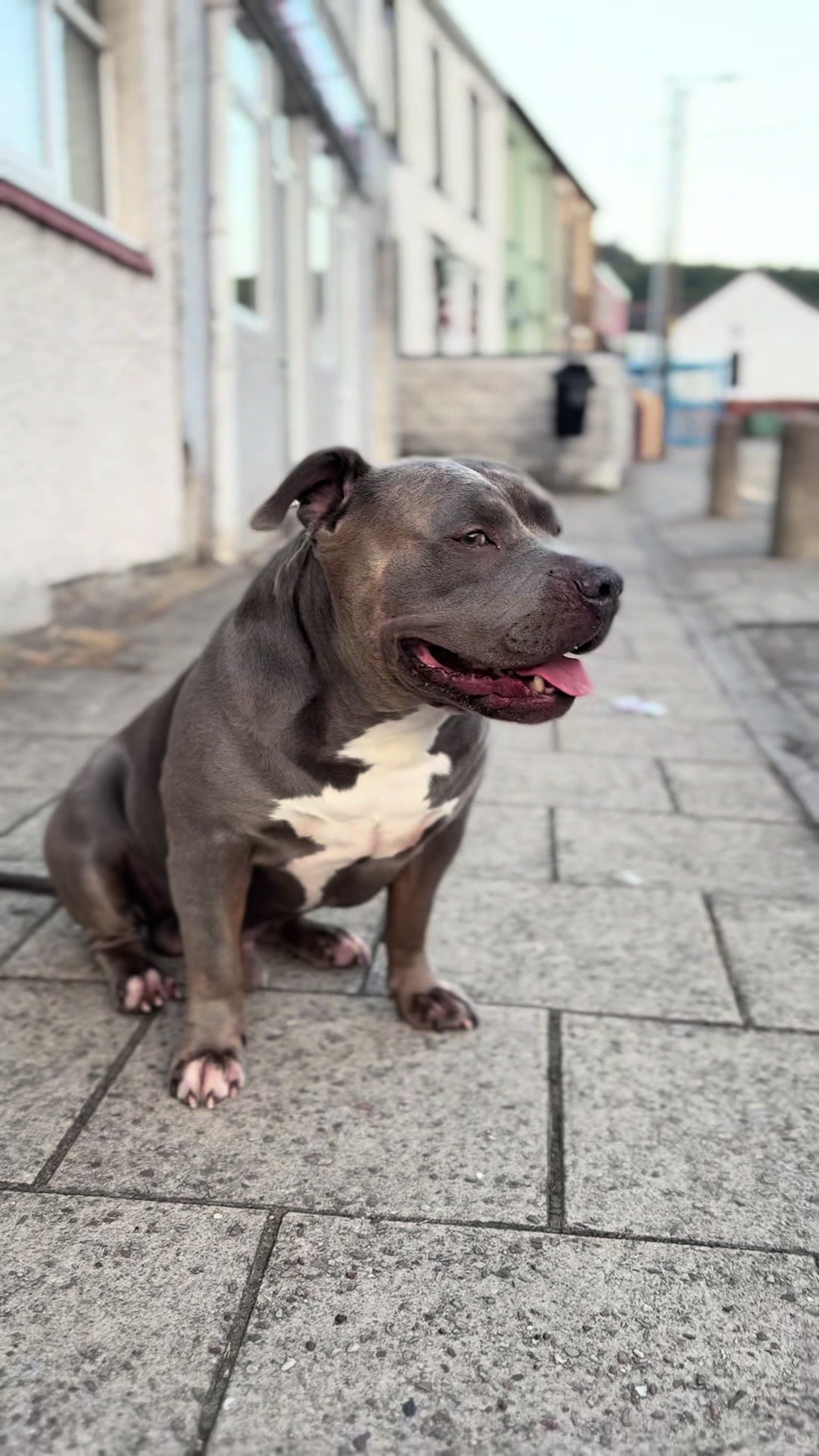 @Uk_dogs.