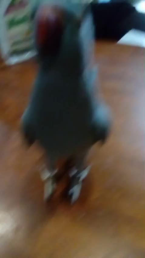 @๐ฅ Vicky's Parrots ๐ฅ