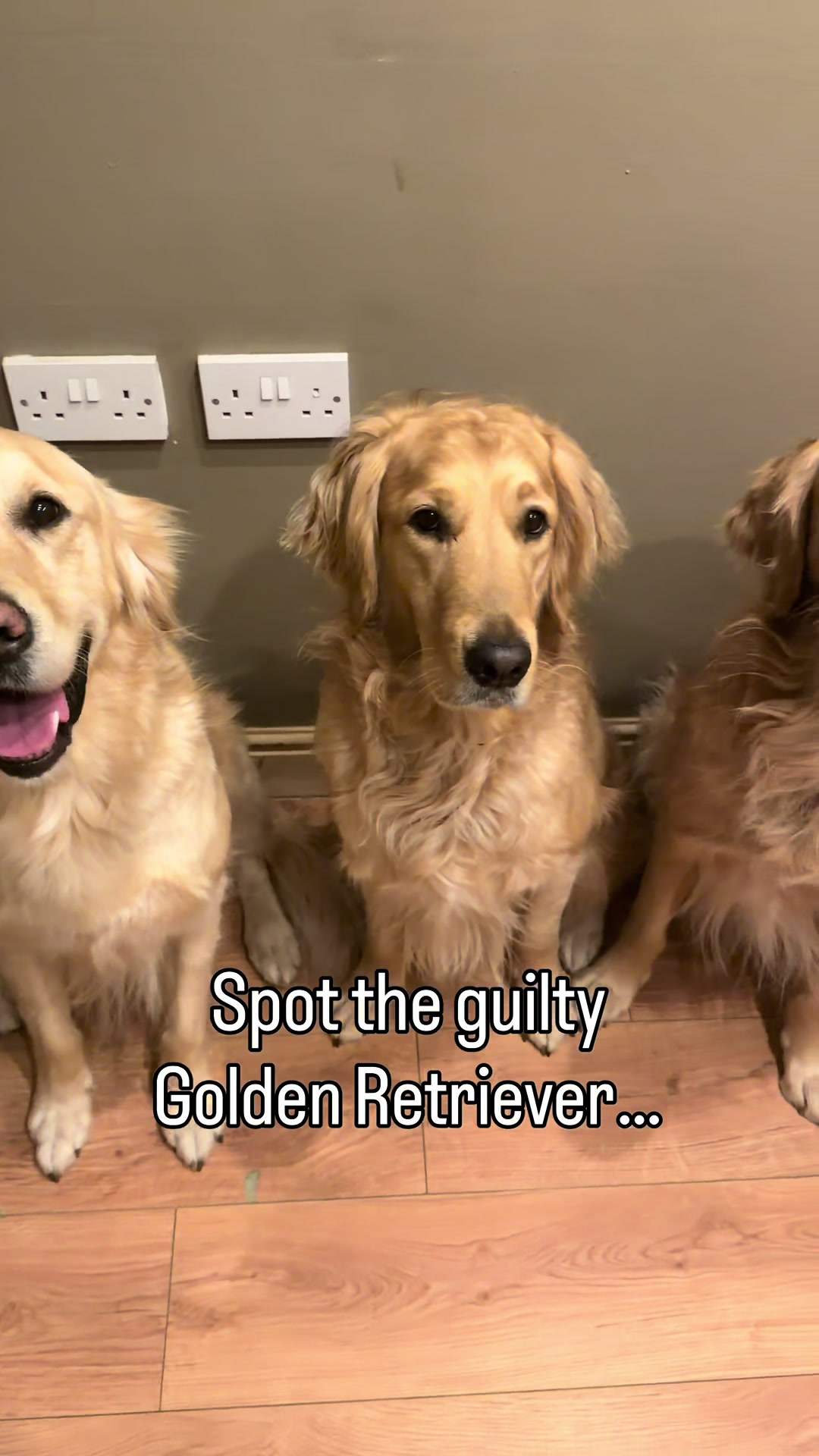 @5 Shades of Golden