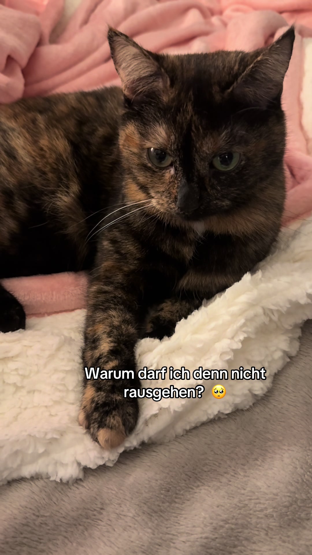 @Nala & Simba