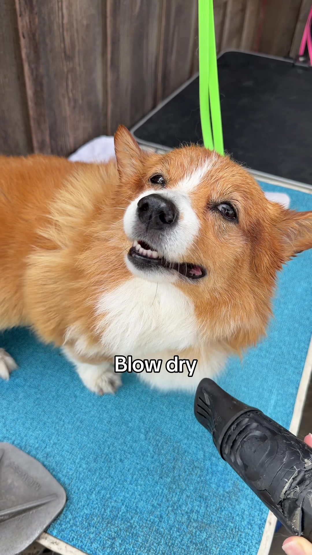 @Maui, Ruby +Hugo