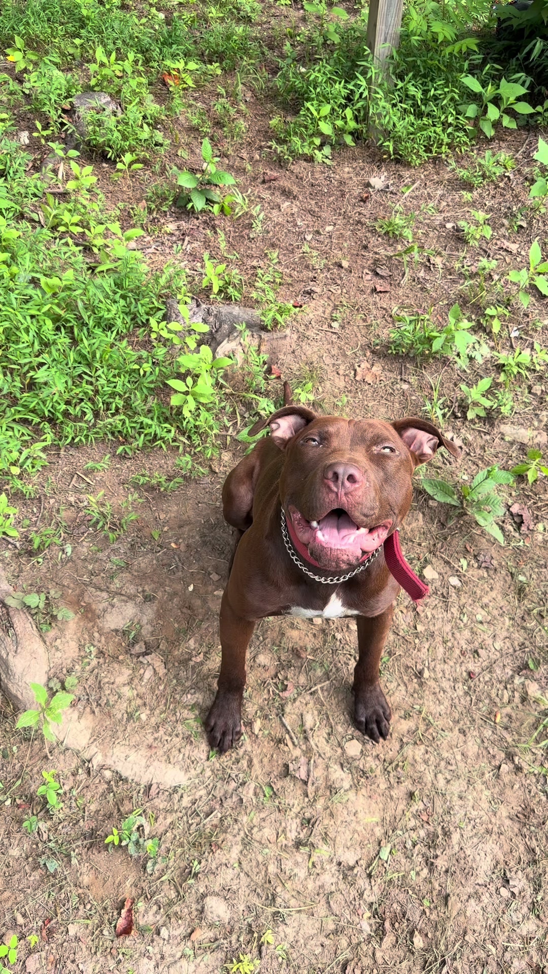 @WorldGoneMadKennels