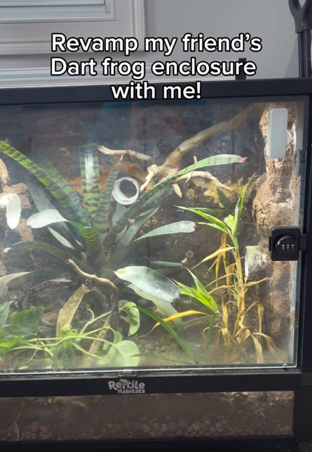 @layla🦎🍃