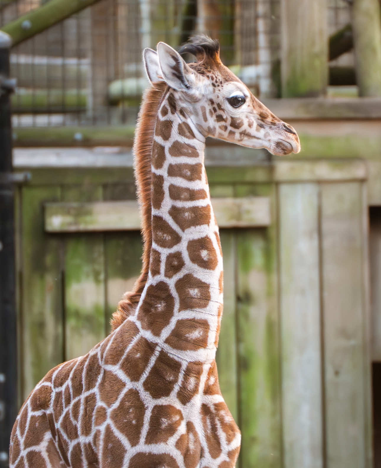 @memphiszoo