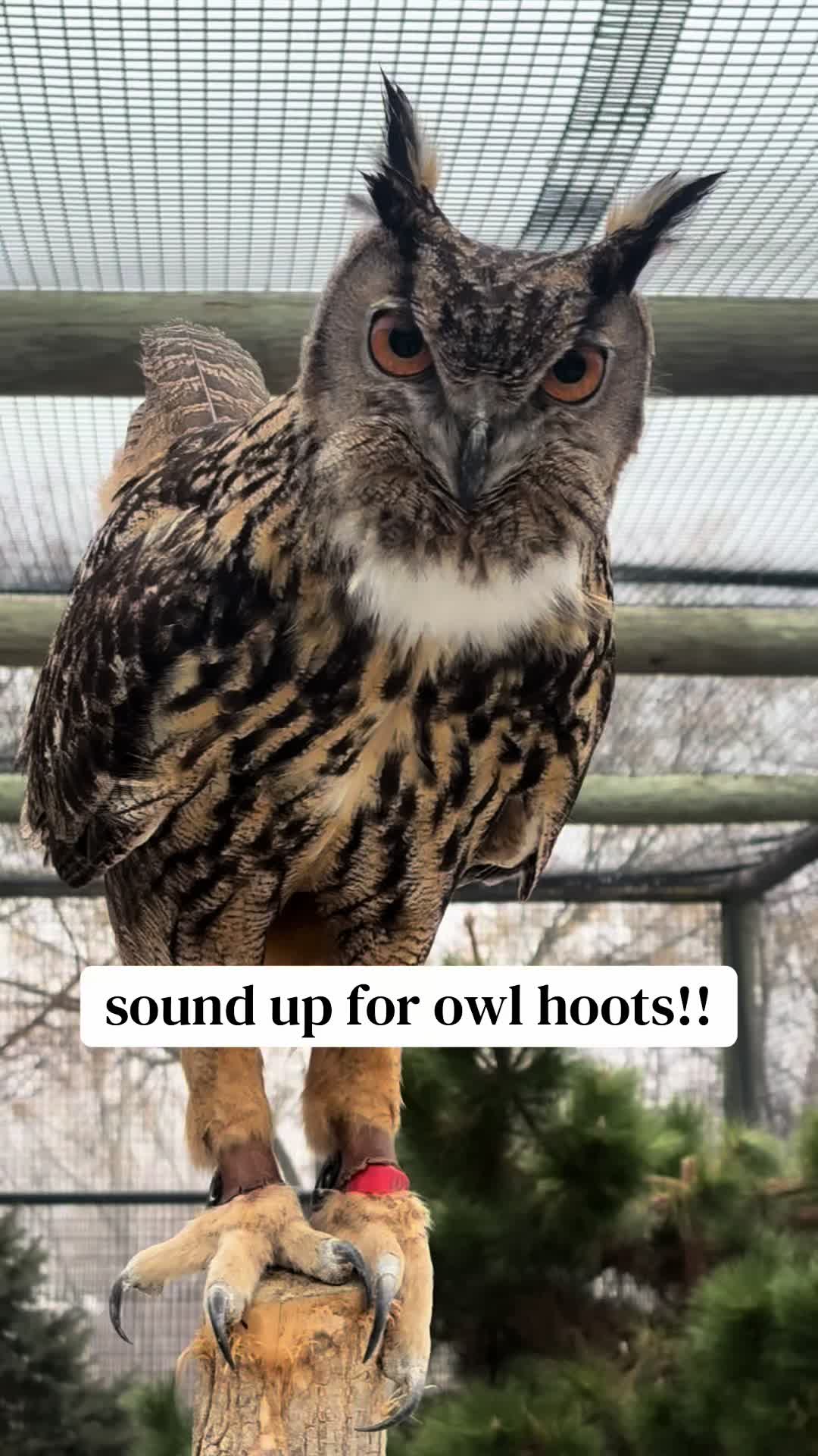 @tallqween