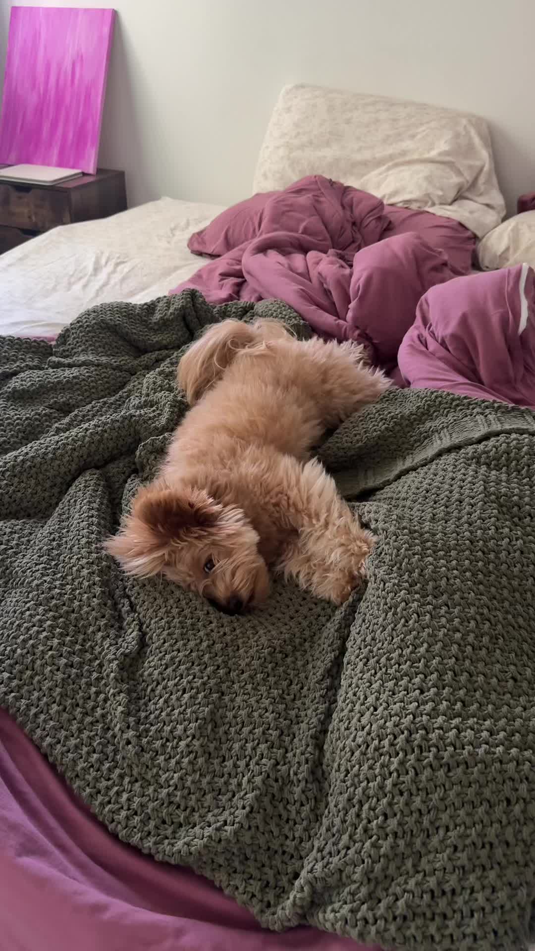 @pomapoo.barney
