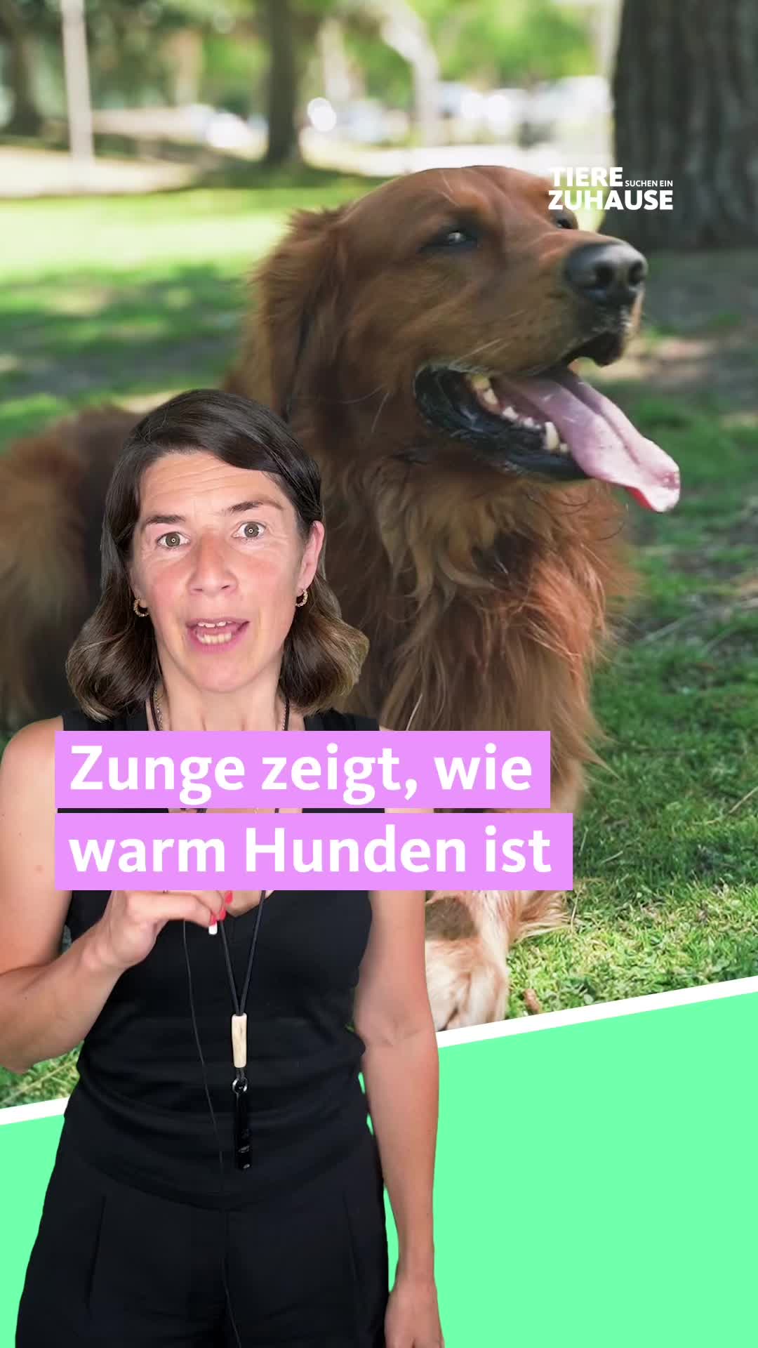 @Tiere suchen ein Zuhause