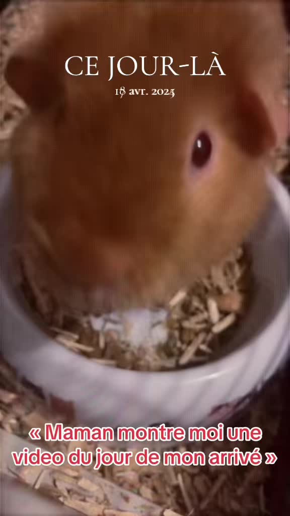 @🐥𝓒𝓵𝓪𝓻𝓪 𝓖𝓸𝓻𝓰𝓮𝓼✨