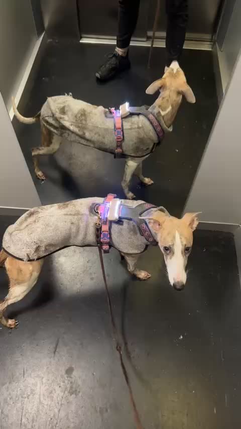 @bianka.the.whippet