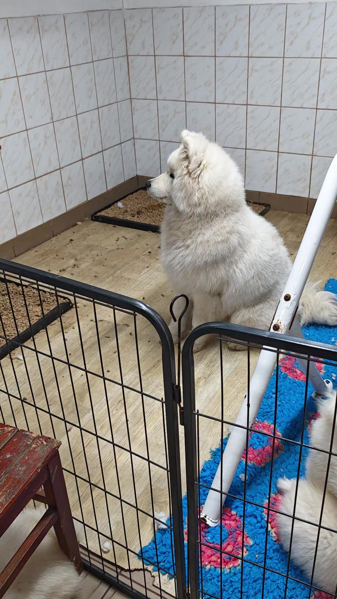 @Lovely Snow Diamonds Samoyed