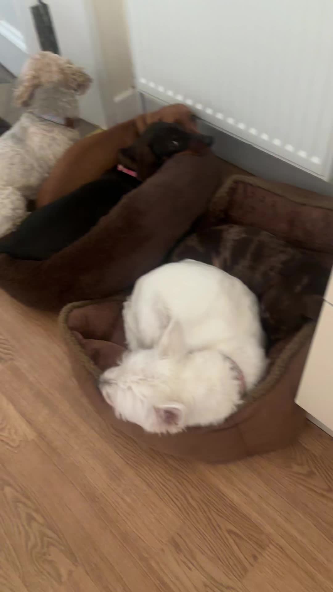 @doglovers1980