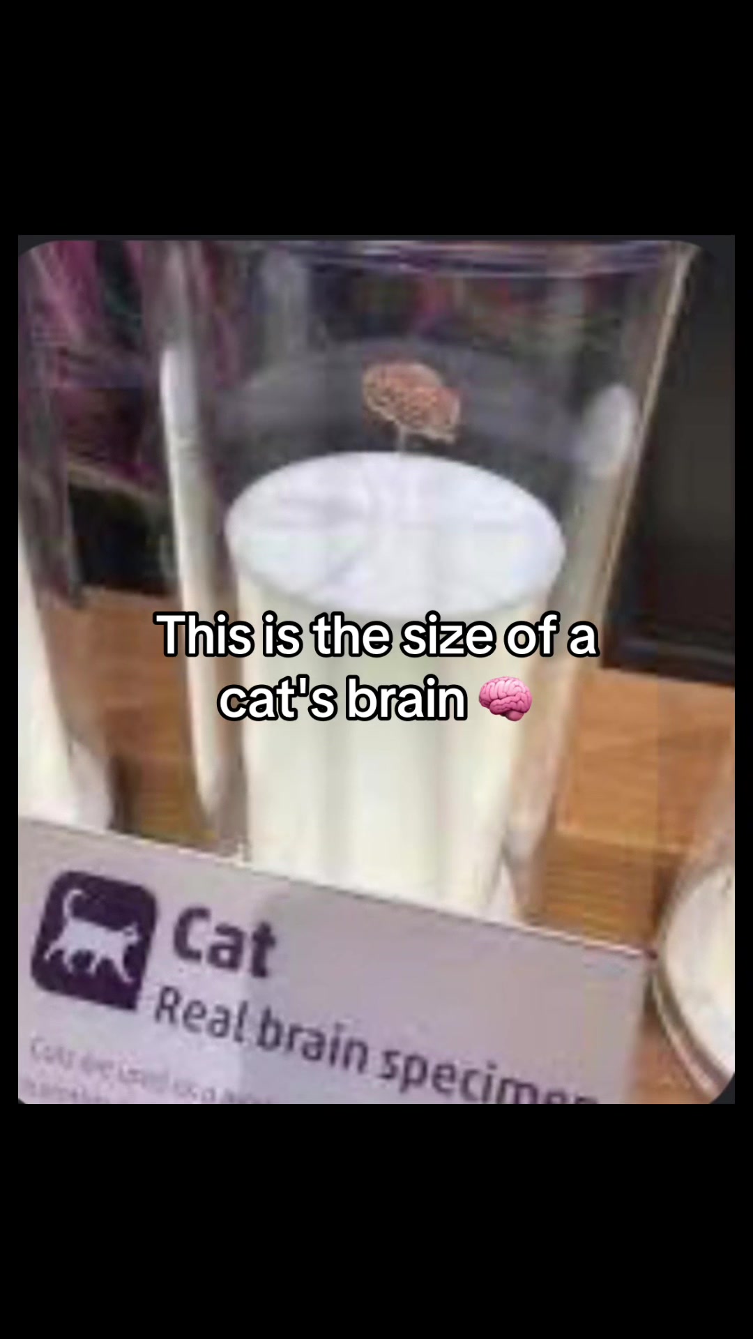 @Gus & Sully Maine Coon Boys