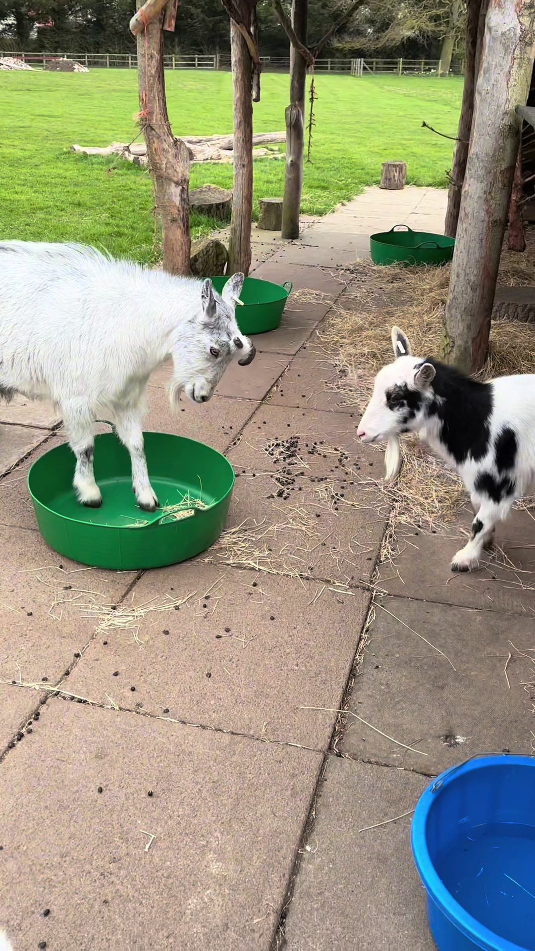 @GiddyAboutGoats