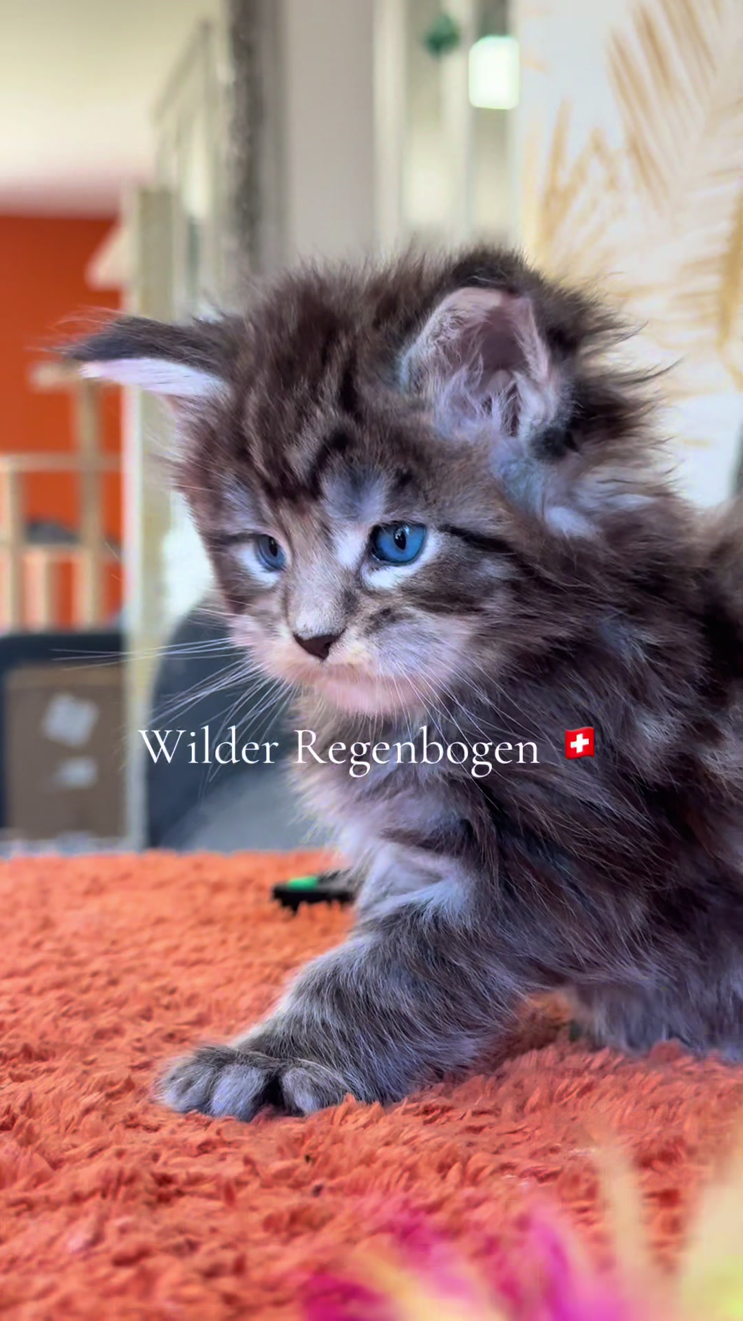 @WilderRegenbogenMaineCoon