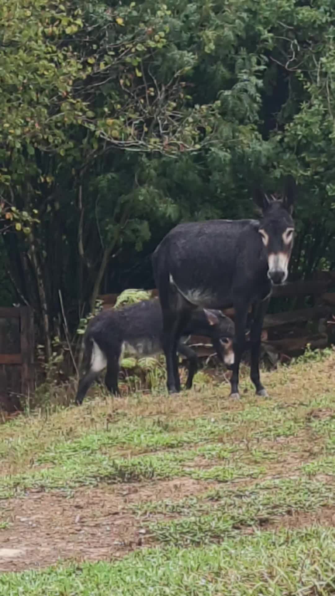@Astosoro Burros Encartados