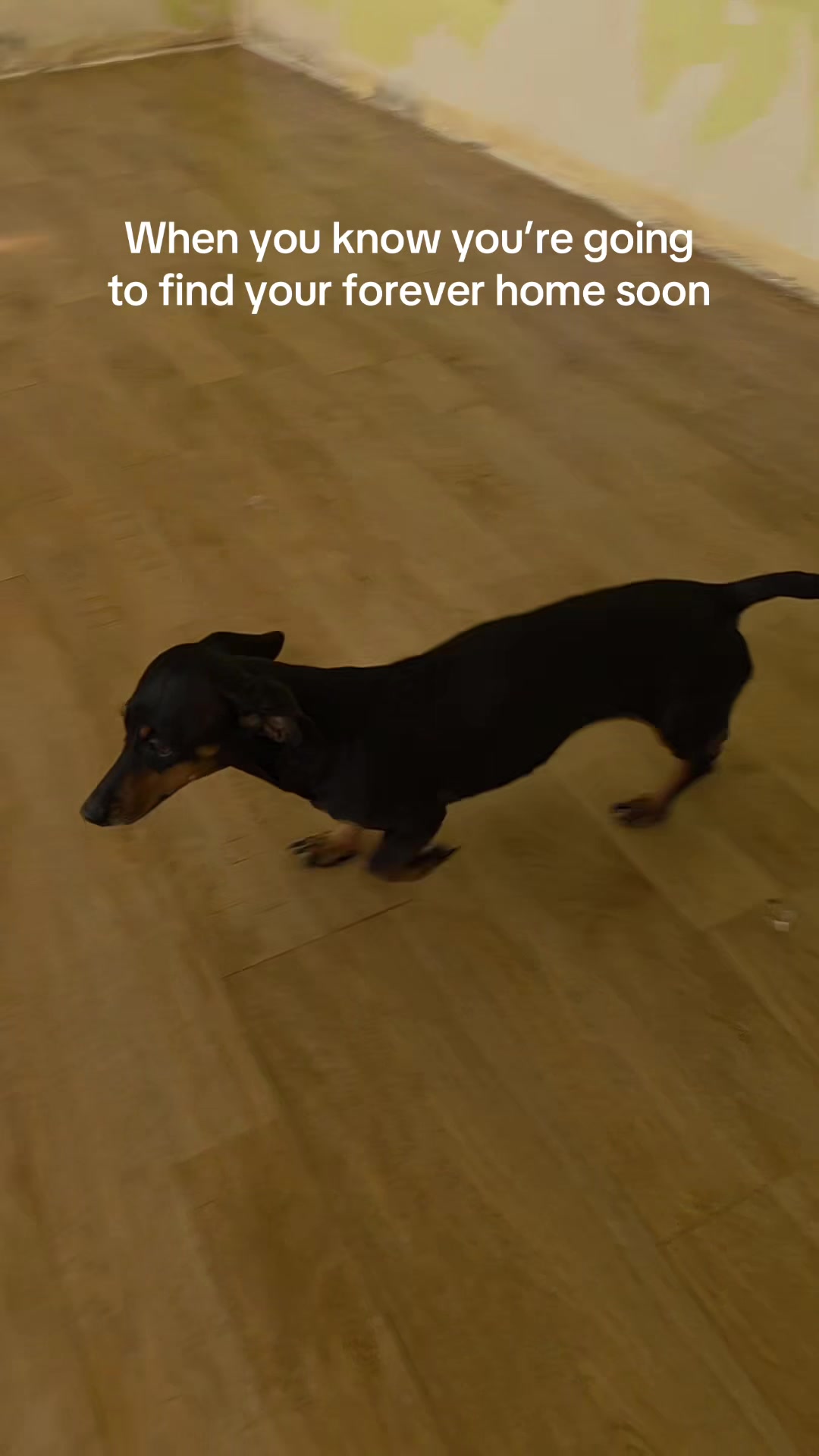@DMT Dachshund Rescue 🐾