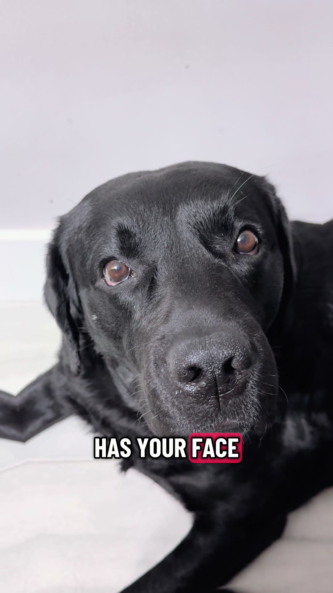@Gunner the Good Boy Black Lab