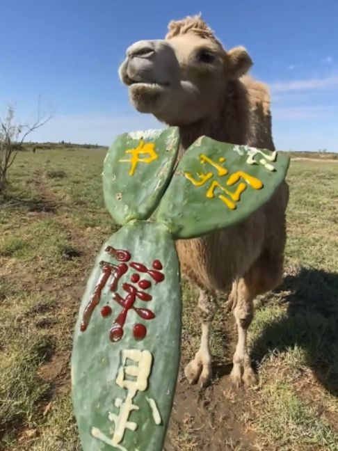 @Gislason Camel