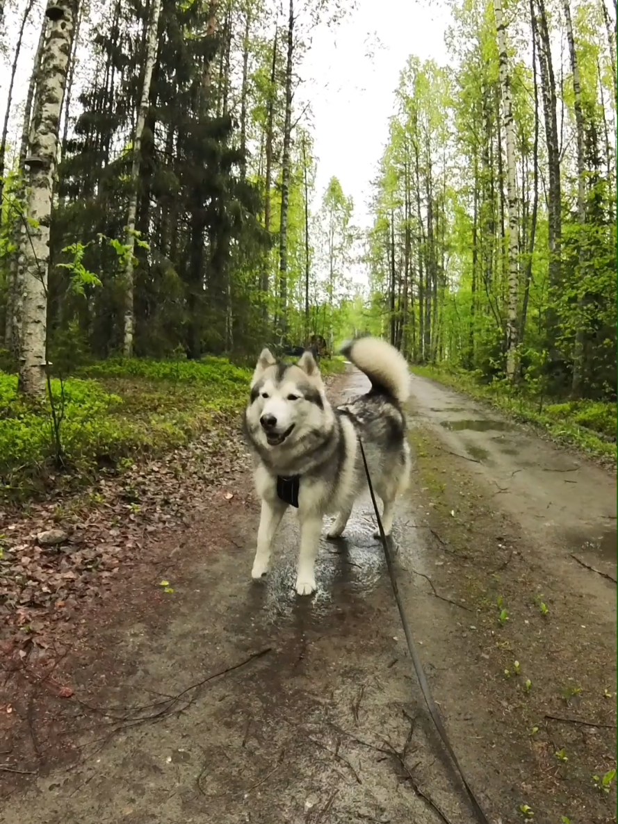 @PawPrintLifestyle 🐾🇫🇮