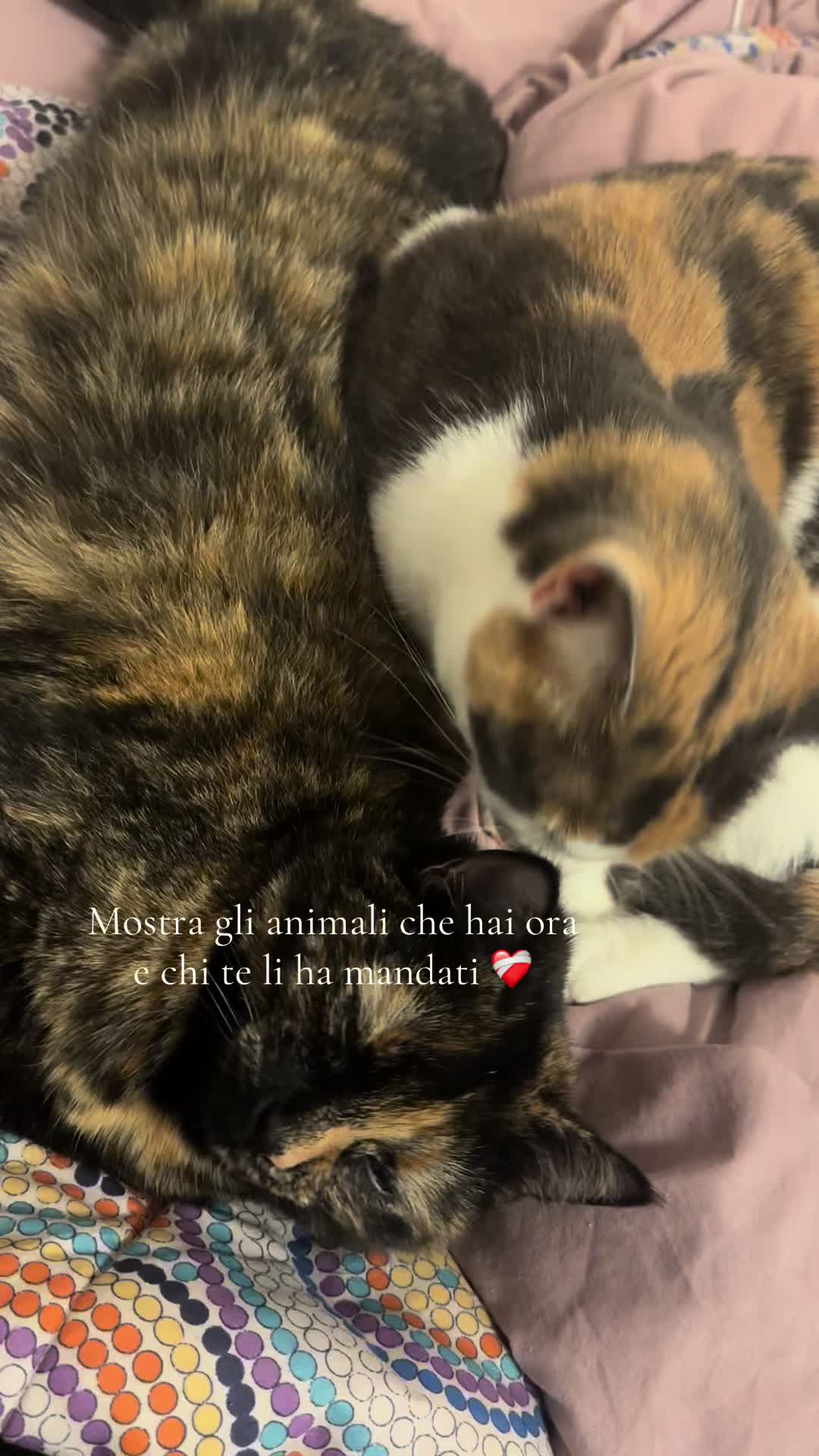 @🦋Sono Serena🦋