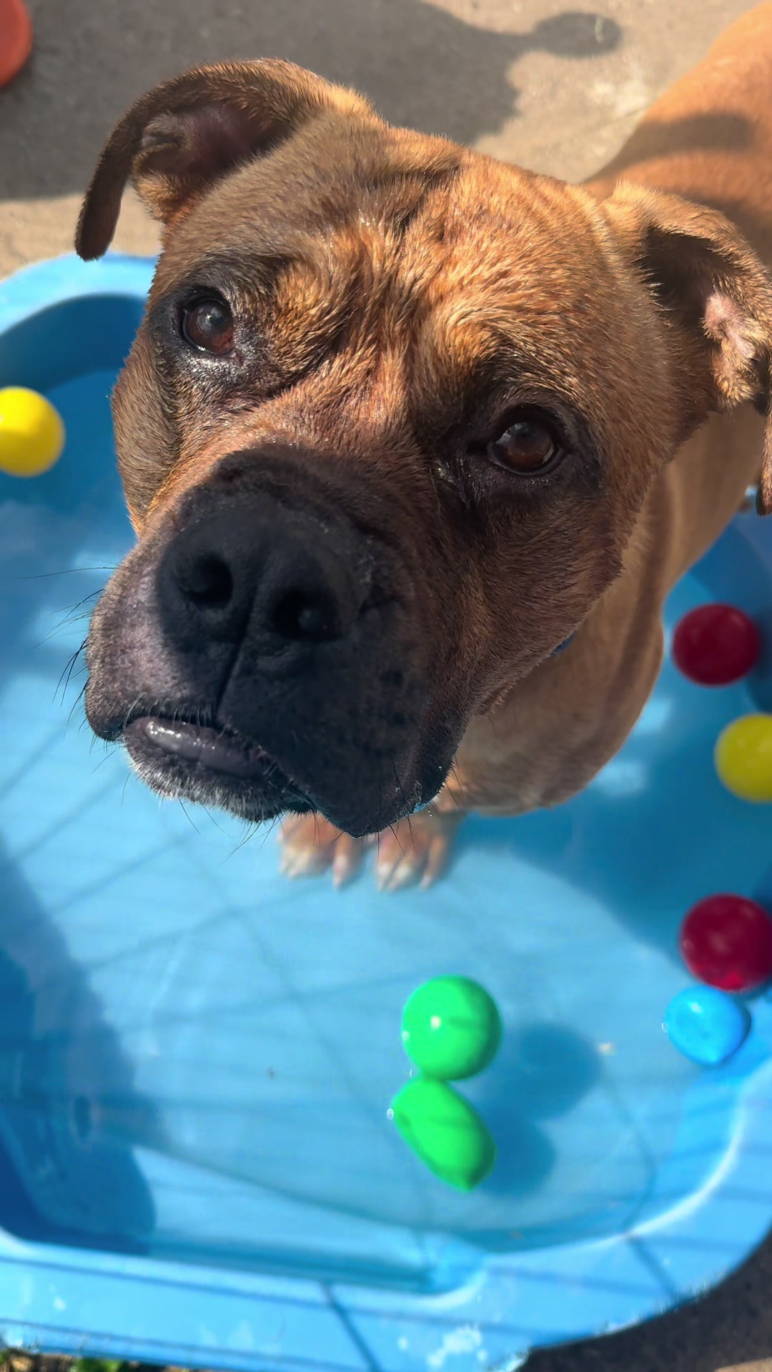 @Homeless hounds
