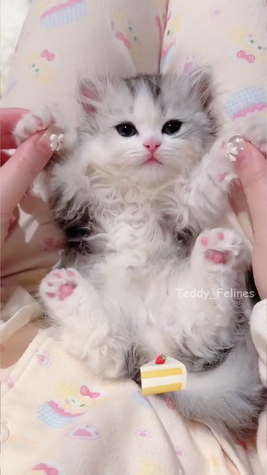 @Teddy_Felines 🧸🐾