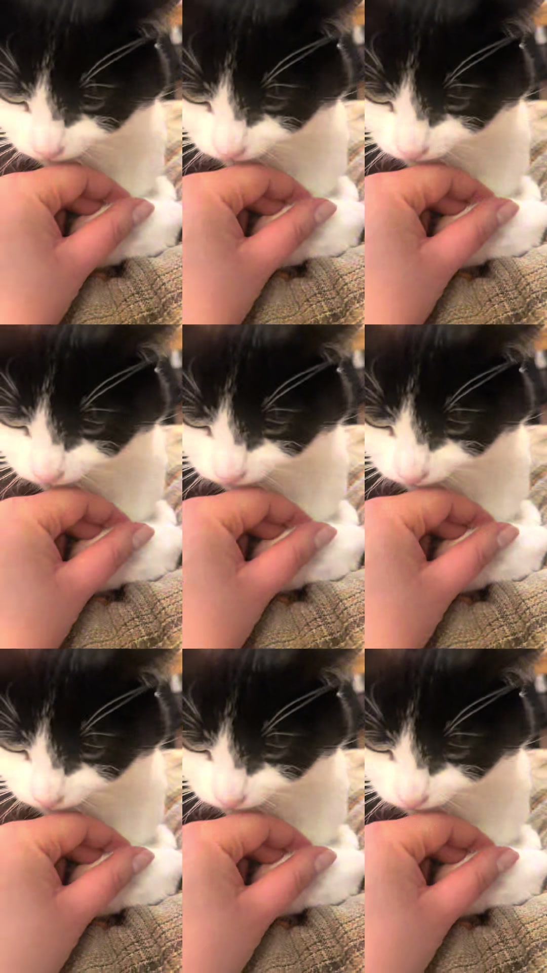 @Kobe the Kitty