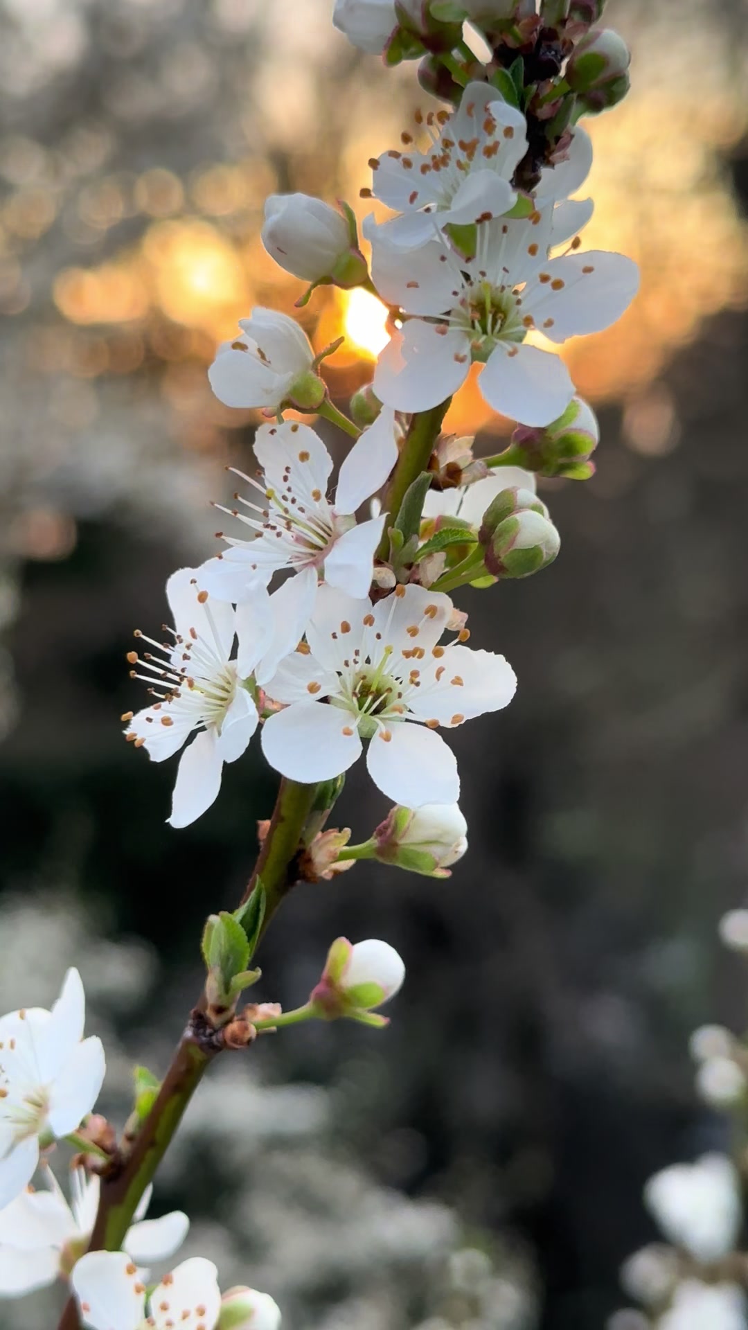 @Healing.Flowers