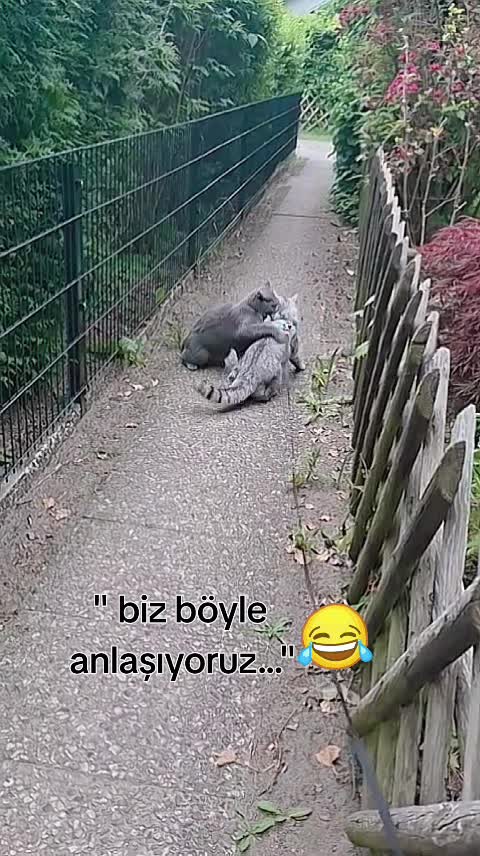 @1Anne ❤️ 1Lokum ❤️