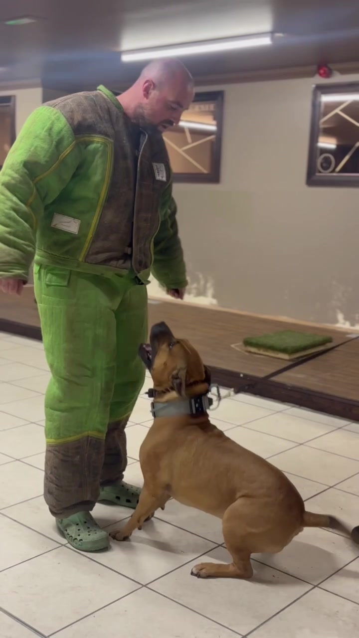 @Michael || Dog Trainer