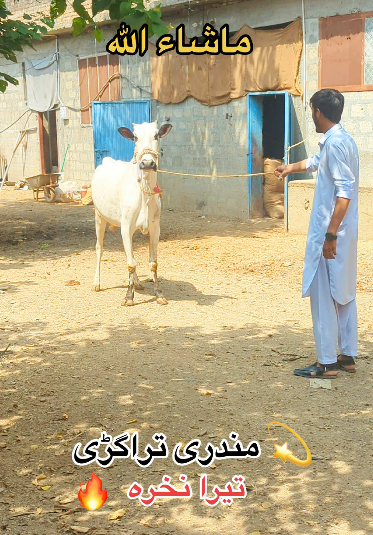 @محمد جنید (ایبٹ آباد)