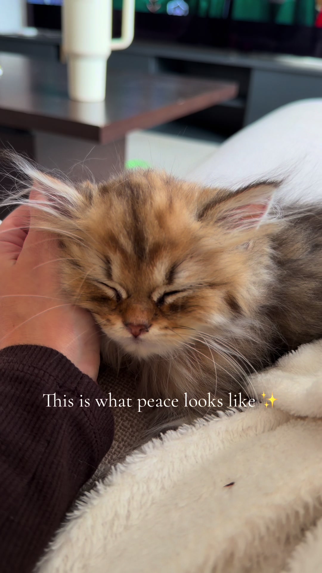 @Tommy the cat