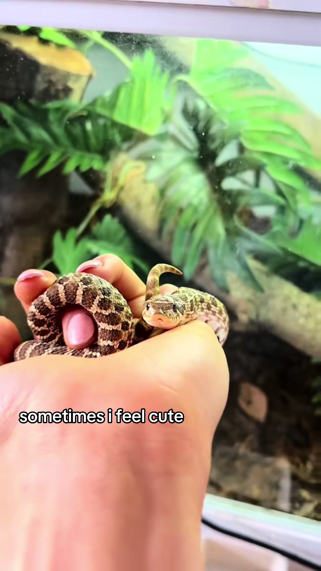 @Imys Animals