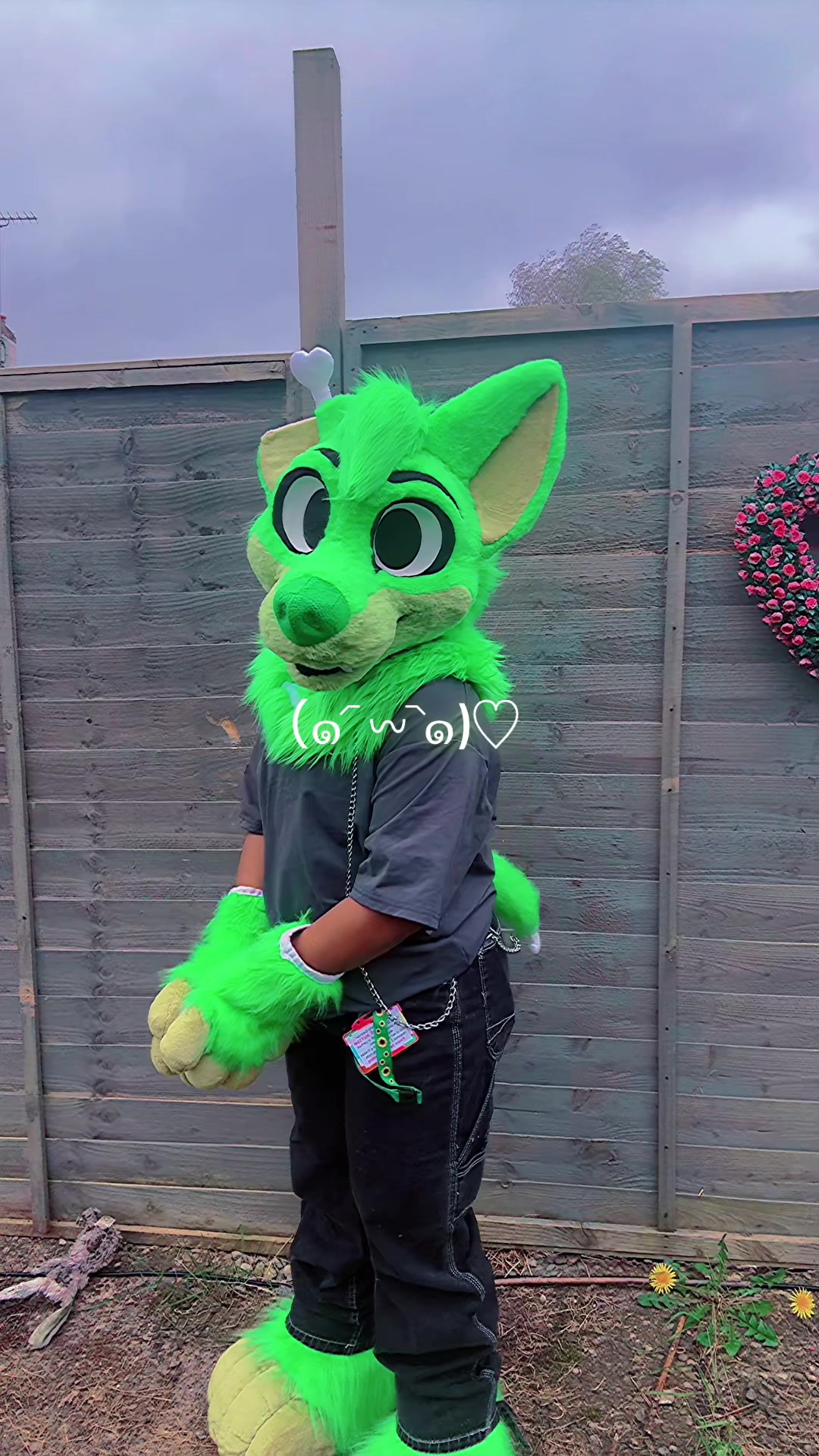 @★彡 ~ paws! ~ ★彡