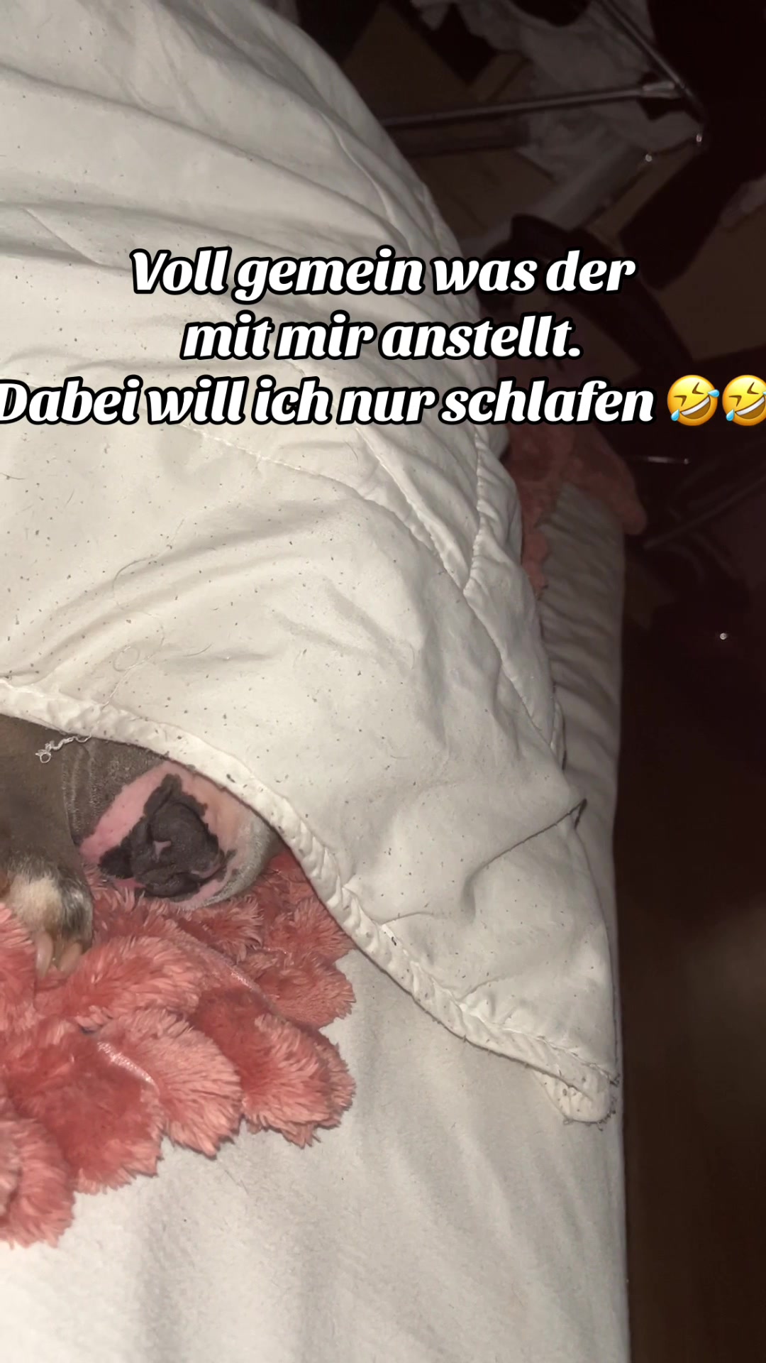 @MeinHundIstKeinVerbrecher