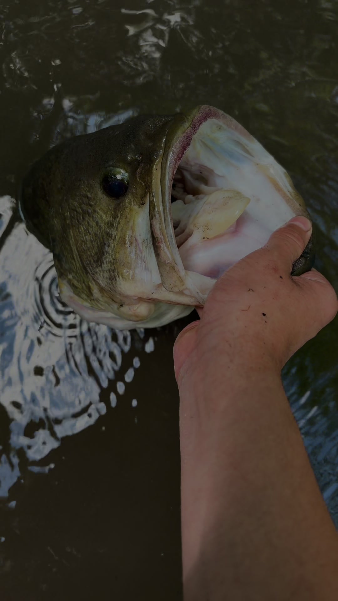 @JoseFishing