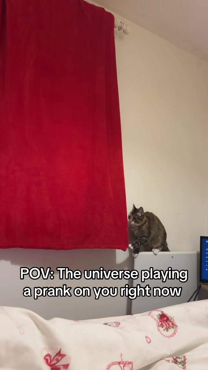 @mitsy.the.cat01