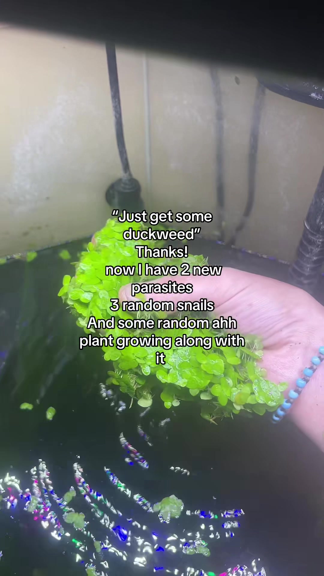 @gouramigrl