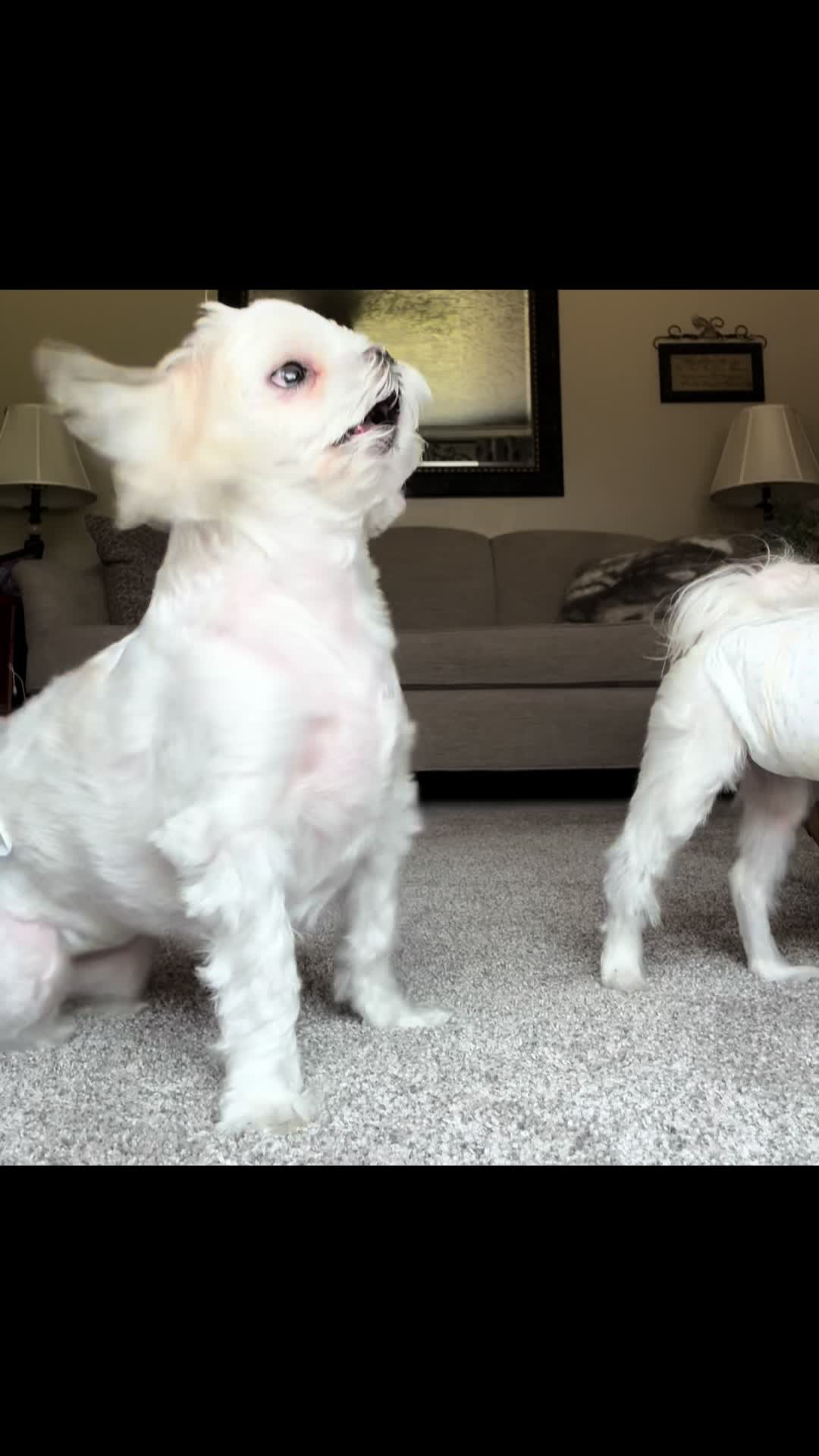 @houseofhounds24