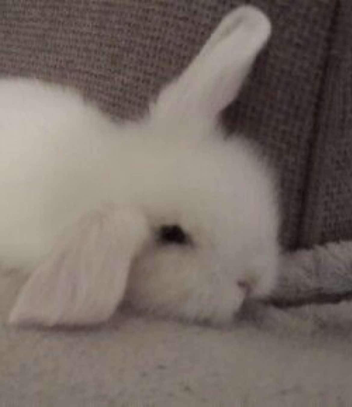 @૮꒰ ˶• ༝ •˶꒱ა