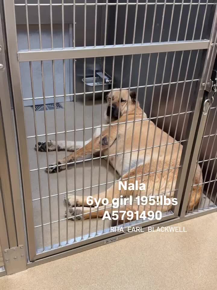 @Cane Corsos